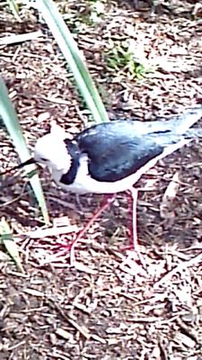 Stilted Bird.jpg